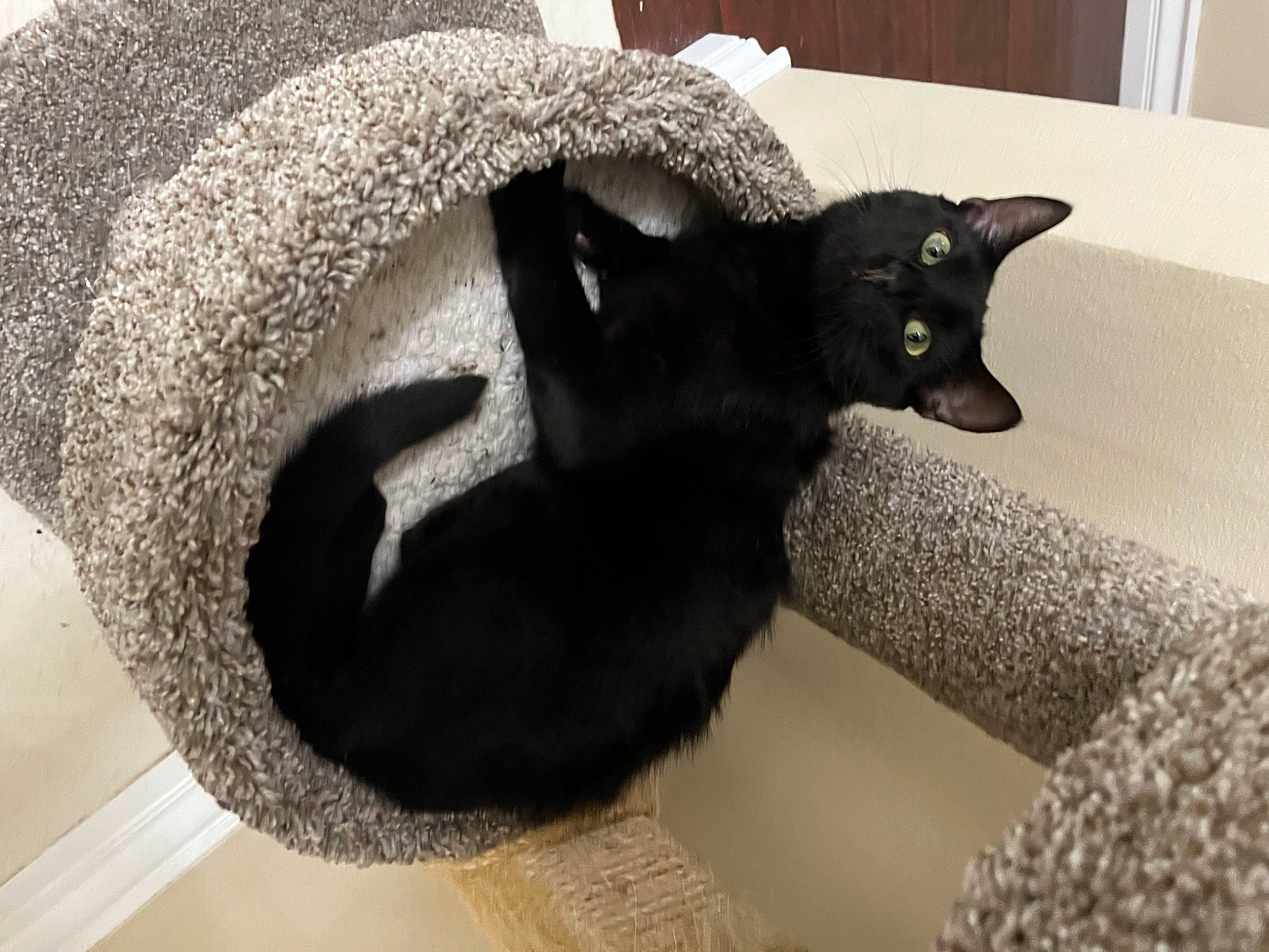 Lila joined the competition — help win amazing prizes! black_cat, bombay, carnivore, cat, cat_supply, claw, domestic_short_haired_cat, felidae, fur, grey, mammal, paw, pet_supply, plant, small_to_medium_sized_cats, snout, tail, terrestrial_animal, vertebrate, whiskers