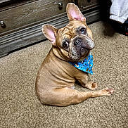 Louie is registered to the contest to win money with this photo: french_bulldog, dog, bandana, blue, carpet, indoor, pet, looking_back, curious, brown_dog, short_hair, ears_up, dressed, furniture, dresser, laundry_basket, home, cozy, animal, companion