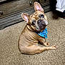 french_bulldog, dog, bandana, blue, carpet, indoor, pet, looking_back, curious, brown_dog, short_hair, ears_up, dressed, furniture, dresser, laundry_basket, home, cozy, animal, companion