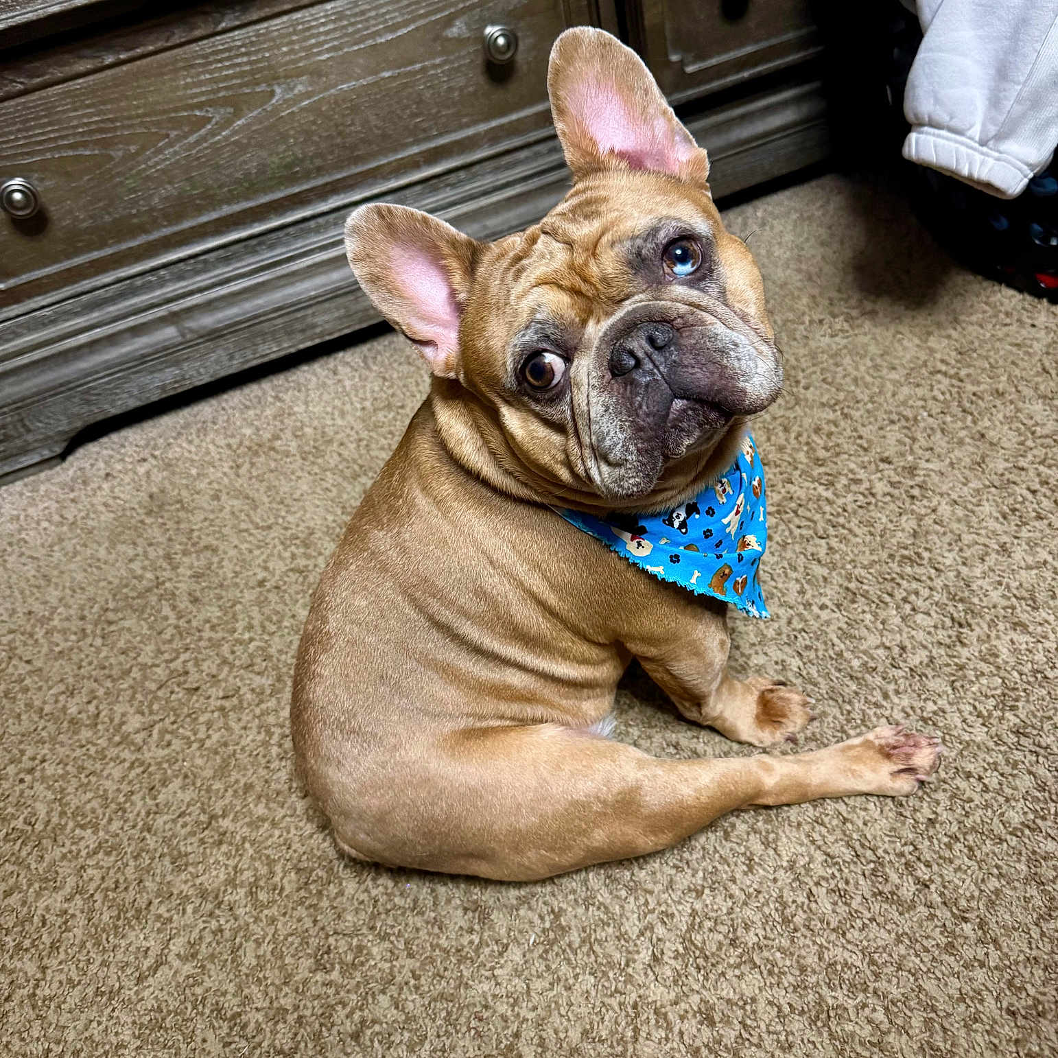 Louie is registered to the contest to win money with this photo: animal, bandana, blue, brown_dog, carpet, companion, cozy, curious, dog, dressed, dresser, ears_up, french_bulldog, furniture, home, indoor, laundry_basket, looking_back, pet, short_hair