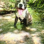 Thanos participe au concours pour gagner de l'argent avec cette photo : dog, animal, water, stream, forest, nature, outdoor, sunlight, greenery, happy, tongue_out, canine, pet, sitting, summer, daylight, mammal, playful, relaxing, scenic