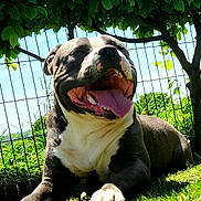 Thanos a rejoint le concours — aidez-le/la à gagner de superbes lots ! dog, outdoor, grass, sunlight, happy, panting, tongue_out, smiling, tree, leaves, fence, nature, pet, canine, summer, greenery, resting, closeup, animal, daylight