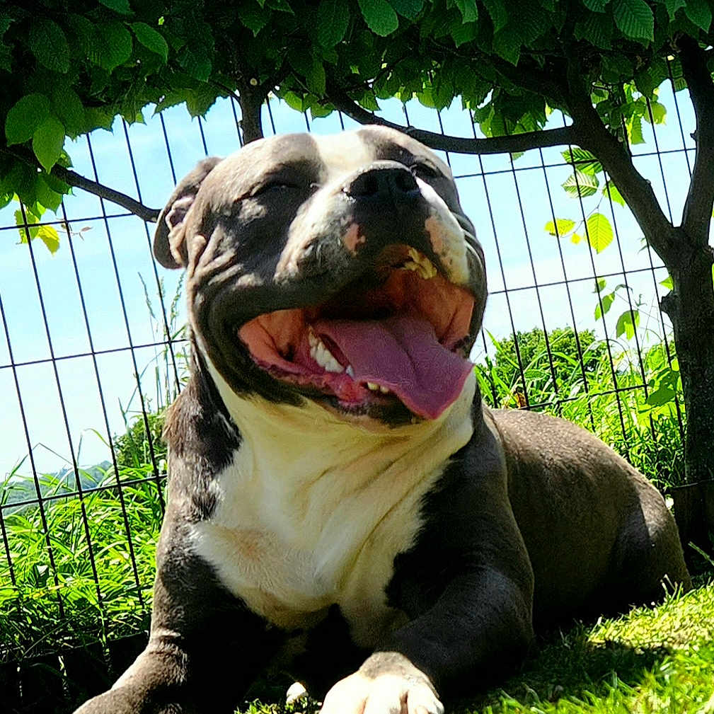 Thanos a rejoint le concours — aidez-le/la à gagner de superbes lots ! animal, canine, closeup, daylight, dog, fence, grass, greenery, happy, leaves, nature, outdoor, panting, pet, resting, smiling, summer, sunlight, tongue_out, tree