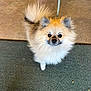 dog, pomeranian, fluffy, pet, leash, carpet, floor, small_dog, cute, animal, indoor, tail, ears, fur, face, looking_up, companion, domestic_animal, walking, friendly