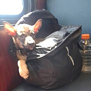 Draco joined the competition — help win amazing prizes! animal, bag, black_bag, canine, companion, cozy, daylight, dog, ear, furniture, indoor, paw, pet, resting, seat, sunlight, transport, travel, water_bottle, window