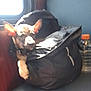 animal, bag, black_bag, canine, companion, cozy, daylight, dog, ear, furniture, indoor, paw, pet, resting, seat, sunlight, transport, travel, water_bottle, window