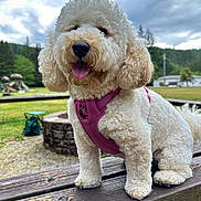 Ocean joined the competition — help win amazing prizes! dog, pet, curly_fur, white_dog, pink_harness, outdoor, park, picnic_table, grass, playground, trees, cloudy_sky, happy, tongue_out, canine, nature, animal, summer, daytime, fur