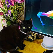 Puma joined the competition — help win amazing prizes! animal, cat, computer, computerhardware, electronics, flower, flowerarrangement, furniture, hardware, herbal, kitten, monitor, pc, pet, plant, pottedplant, purple, screen, table, tv