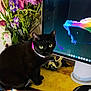 animal, cat, computer, computerhardware, electronics, flower, flowerarrangement, furniture, hardware, herbal, kitten, monitor, pc, pet, plant, pottedplant, purple, screen, table, tv