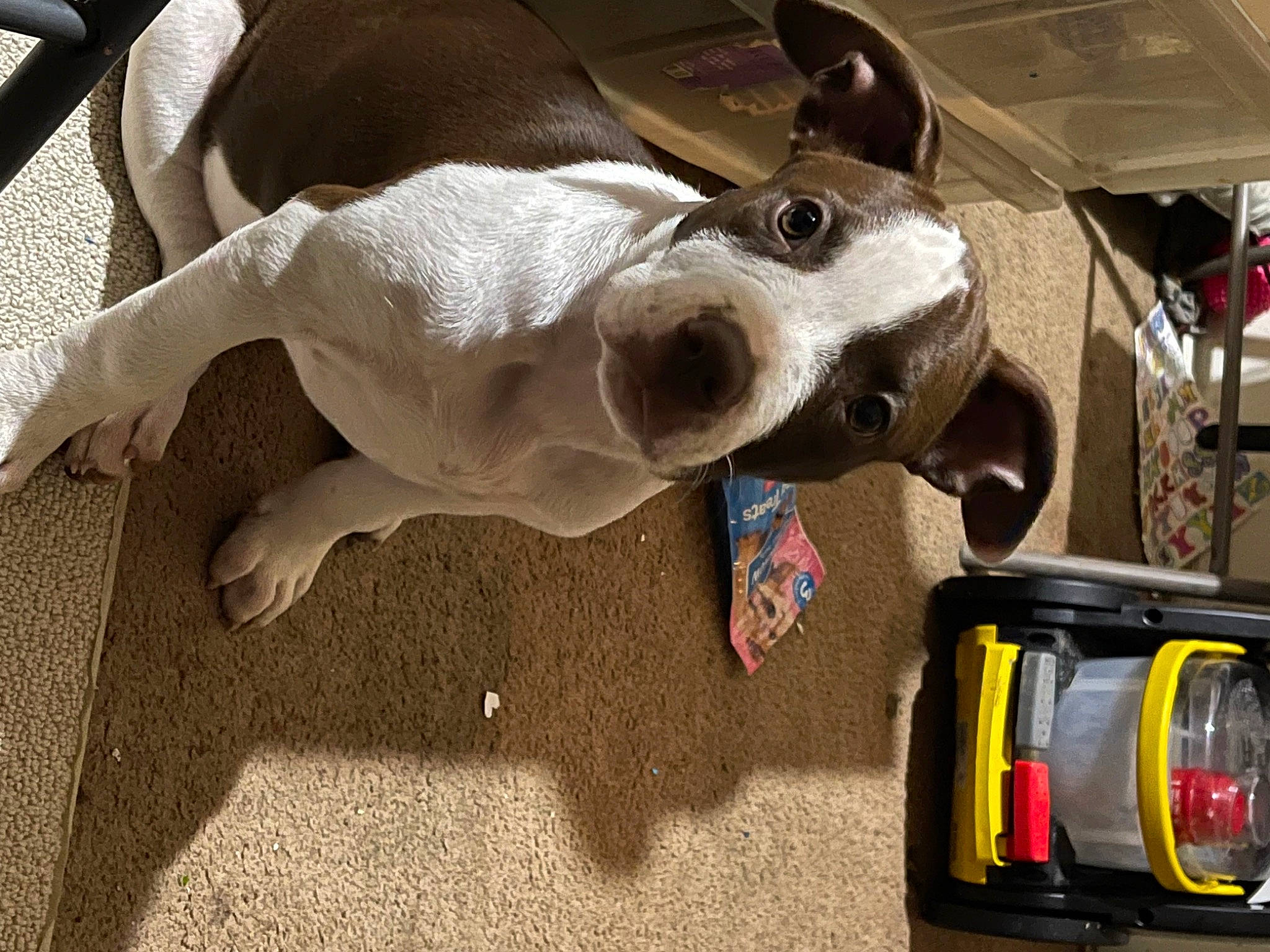 Sadie joined the competition — help win amazing prizes! automotive_exterior, automotive_lighting, bumper, canidae, carnivore, collar, companion_dog, dog, dog_breed, dog_collar, dog_supply, eyewear, fawn, metal, motor_vehicle, snout, sporting_group, vehicle, vehicle_door, working_animal