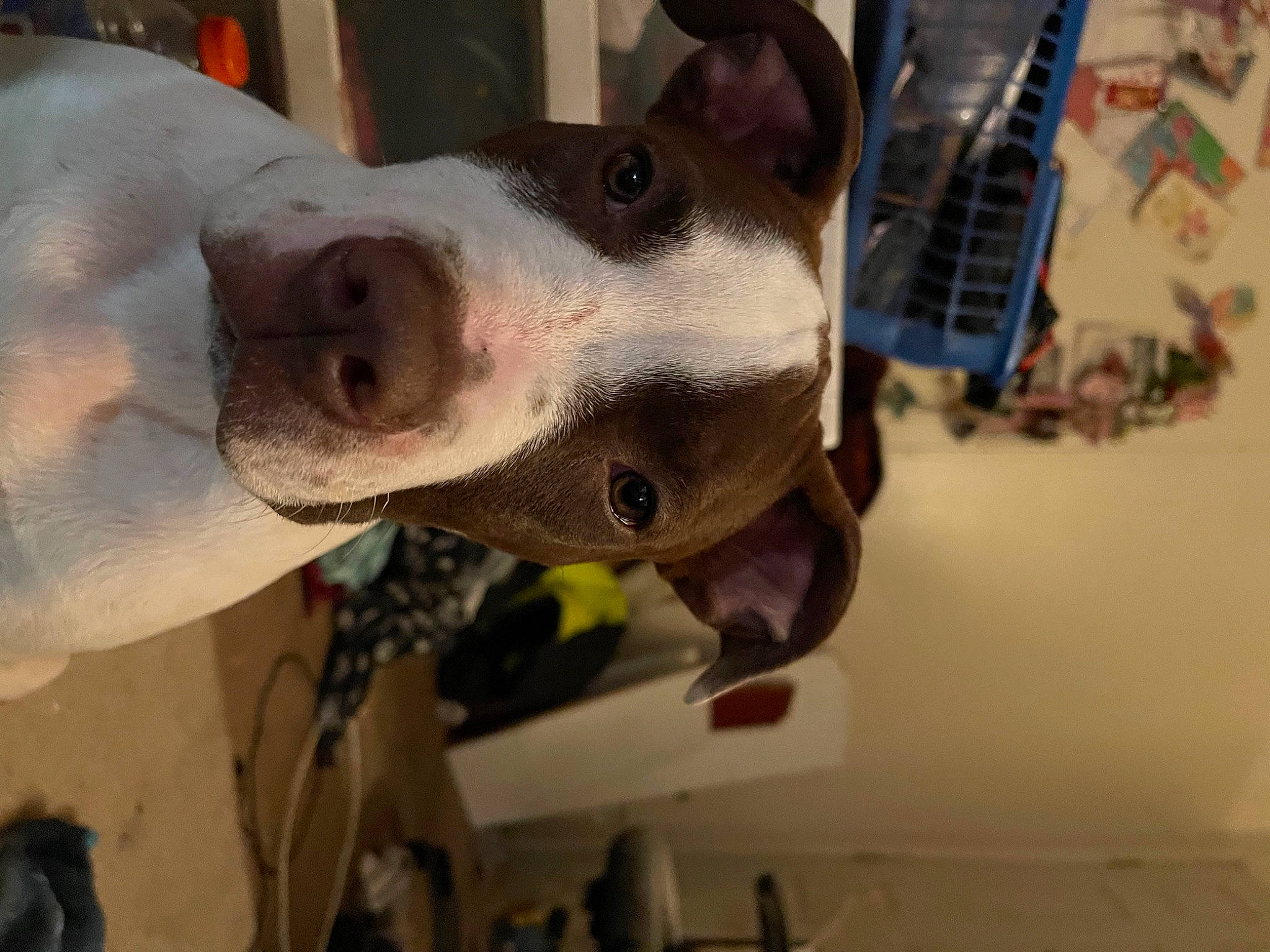 Sadie joined the competition — help win amazing prizes! canidae, carnivore, collar, companion_dog, dog, dog_breed, dog_collar, ear, fawn, fun, fur, jaw, non_sporting_group, pet_supply, snout, sporting_group, whiskers, working_animal