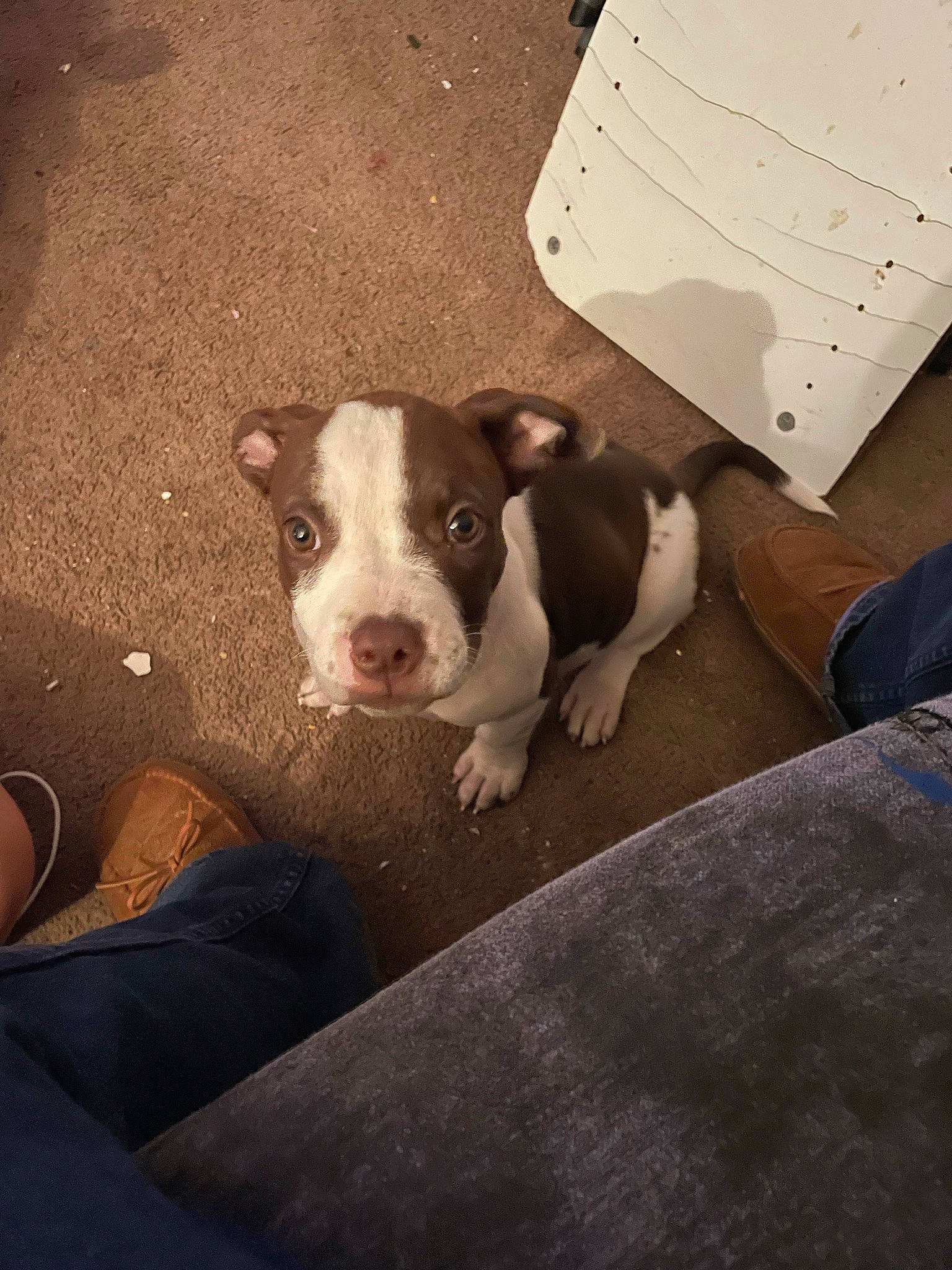 Sadie is registered to the contest to win money with this photo: box, cardboard, carnivore, comfort, companion_dog, dog, dog_breed, fawn, flash_photography, flooring, non_sporting_group, paper_product, sandal, shipping_box, snout, sporting_group, whiskers, working_animal