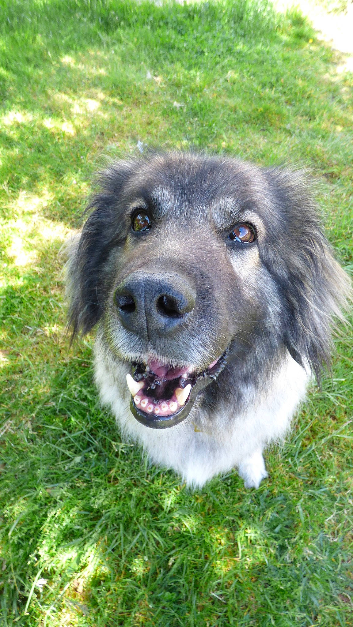 Sarra a rejoint le concours — aidez-le/la à gagner de superbes lots ! ancient_dog_breeds, canidae, carnivore, companion_dog, dog, dog_breed, fang, fur, grass, gun_dog, plant, snout, sporting_group, terrestrial_animal, whiskers, working_animal, working_dog