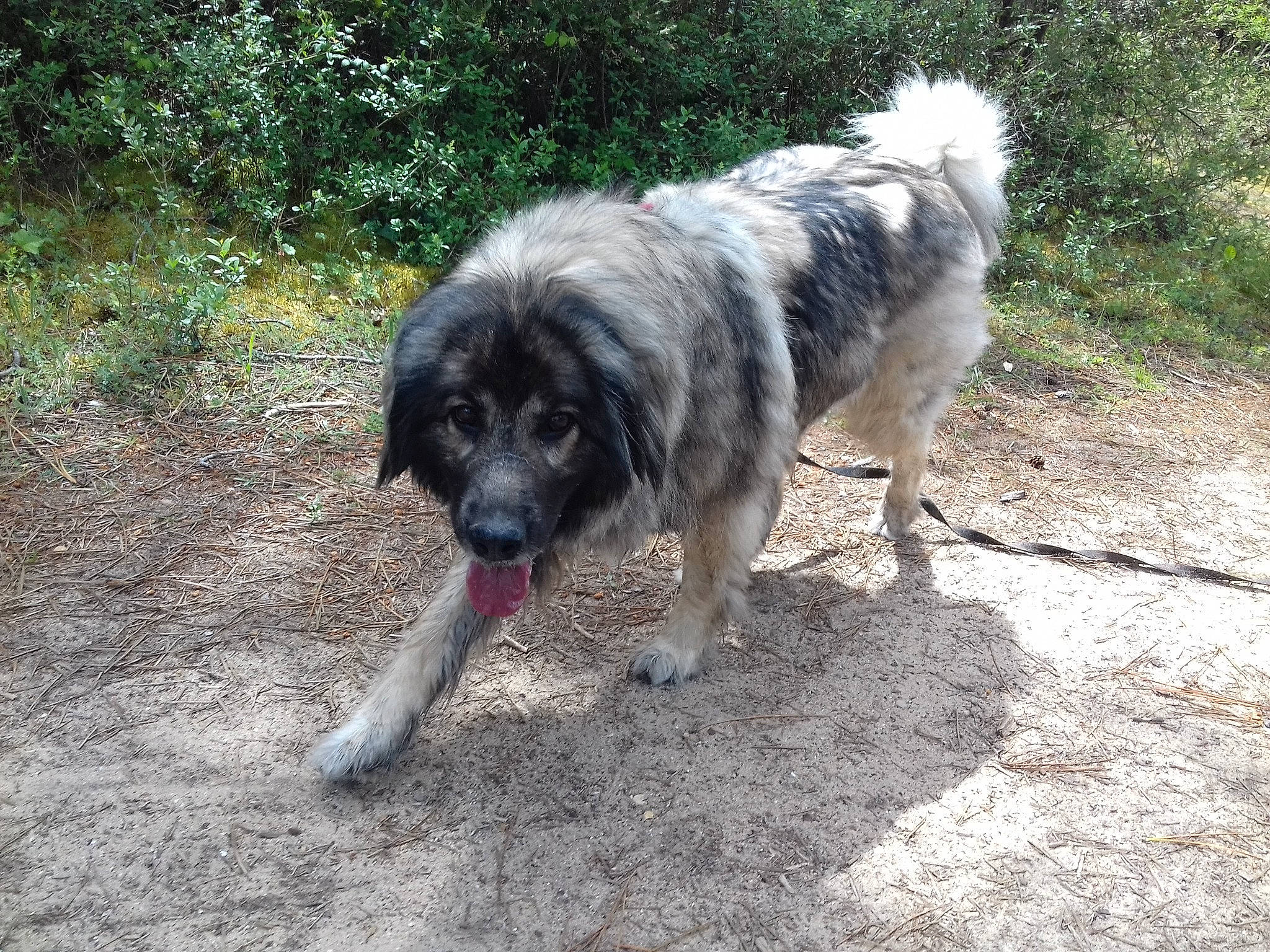 Sarra participe au concours pour gagner de l'argent avec cette photo : ancient_dog_breeds, canidae, carnivore, carpathian_shepherd_dog, companion_dog, dog, dog_breed, fur, grass, plant, snout, soil, sporting_group, tail, terrestrial_animal, working_animal, working_dog