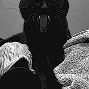 Ash joined the competition — help win amazing prizes! black_cat, cat, animal, pet, paw, claws, stretching, yawning, towel, texture, monochrome, black_and_white, feline, whiskers, ears, indoor, close_up, mysterious, dramatic, sleepy