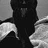 black_cat, cat, animal, pet, paw, claws, stretching, yawning, towel, texture, monochrome, black_and_white, feline, whiskers, ears, indoor, close_up, mysterious, dramatic, sleepy