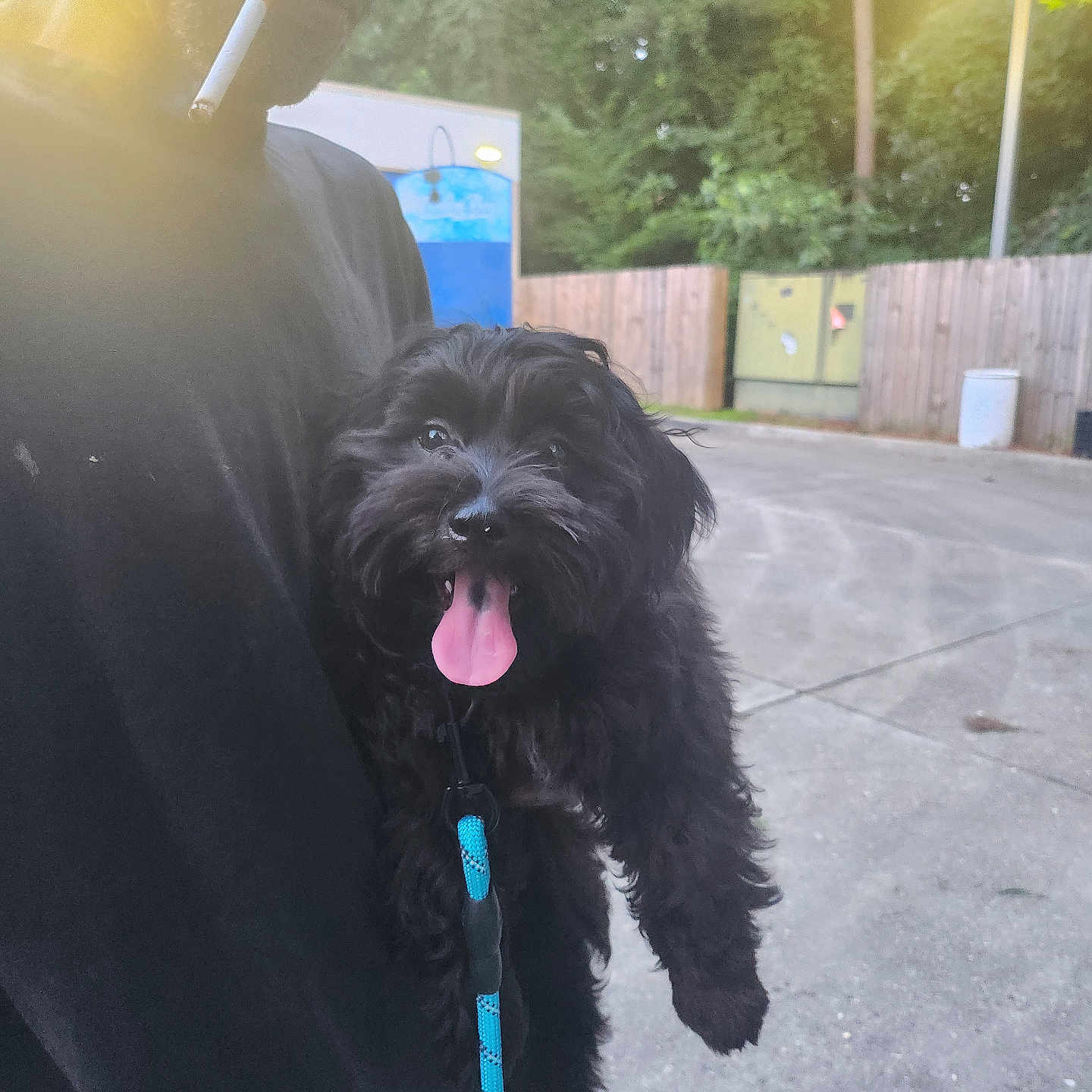 Tyson joined the competition — help win amazing prizes! accessories, adult, affenpinscher, animal, canine, city, dog, face, head, male, man, person, pet, poodle, puppy, road, strap, street, terrier, urban