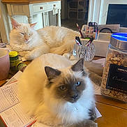Pixie joined the competition — help win amazing prizes! accessories, animal, bag, cat, computer, computerhardware, electronics, furniture, handbag, hardware, hardwood, jar, pen, person, pet, shelf, table, tabletcomputer, text, wood