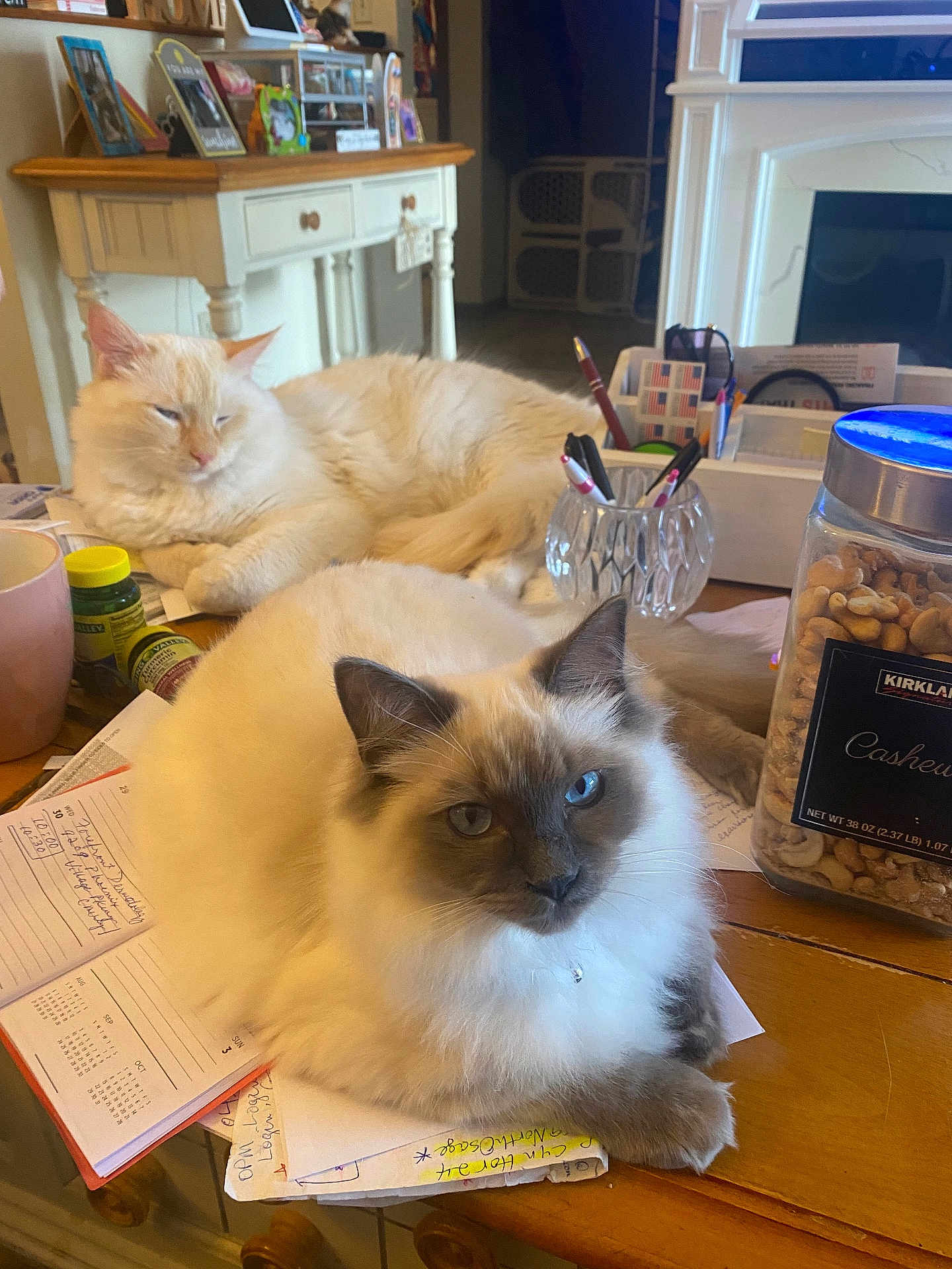 Pixie joined the competition — help win amazing prizes! accessories, animal, bag, cat, computer, computerhardware, electronics, furniture, handbag, hardware, hardwood, jar, pen, person, pet, shelf, table, tabletcomputer, text, wood