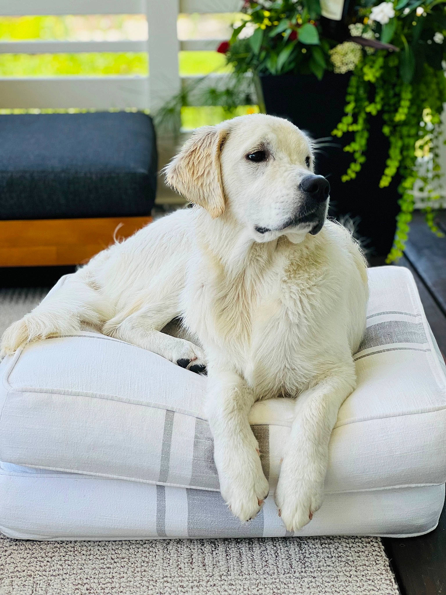 Boone is registered to the contest to win money with this photo: canidae, carnivore, comfort, companion_dog, couch, dog, dog_breed, fawn, fur, gun_dog, pet_supply, plant, retriever, sitting, snout, sporting_group, terrestrial_animal, tree, working_animal