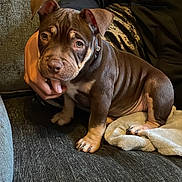 Nala is registered to the contest to win money with this photo: puppy, dog, brown, couch, blanket, person, hand, indoor, pet, young_dog, curious, sitting, cozy, fur, ears, nose, paw, collar, casual_clothing, texture