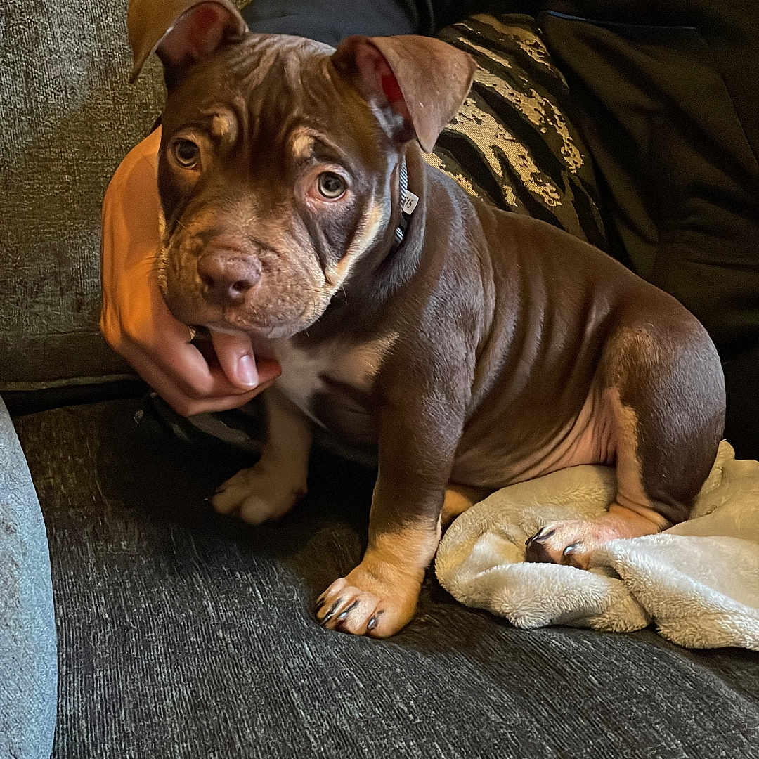 Nala is registered to the contest to win money with this photo: blanket, brown, casual_clothing, collar, couch, cozy, curious, dog, ears, fur, hand, indoor, nose, paw, person, pet, puppy, sitting, texture, young_dog
