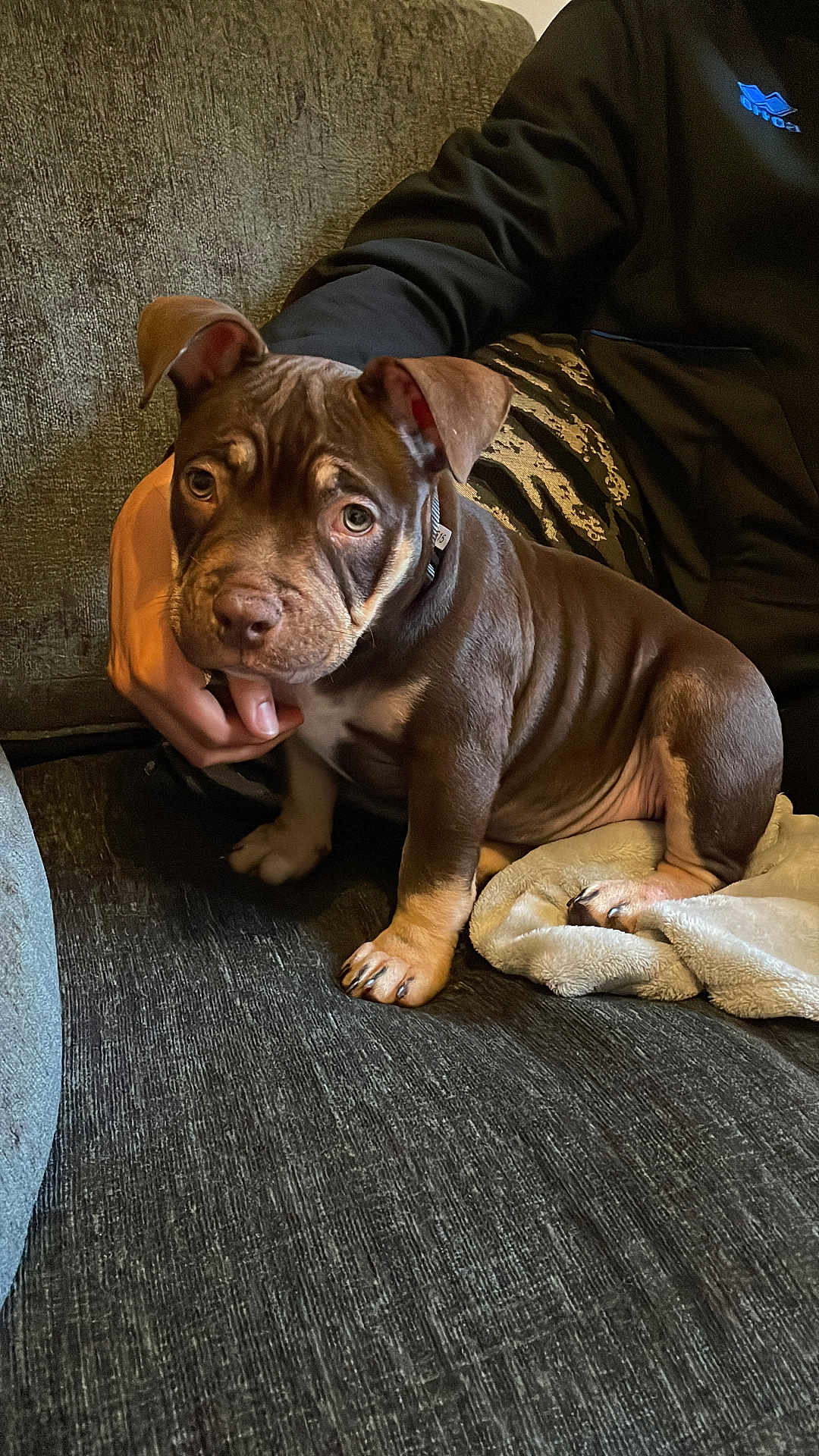 Nala is registered to the contest to win money with this photo: puppy, dog, brown, couch, blanket, person, hand, indoor, pet, young_dog, curious, sitting, cozy, fur, ears, nose, paw, collar, casual_clothing, texture