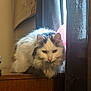 Cloud is registered to the contest to win money with this photo: cat, fluffy_cat, white_cat, gray_cat, window, curtains, wooden_surface, indoor, pet, animal, feline, fur, ears, whiskers, face, looking, natural_light, domestic, resting, curious