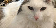 Cloud is registered to the contest to win money with this photo: cat, fluffy, white, gray, pink_nose, relaxed, indoor, plaid_shirt, close_up, feline, pet, fur, whiskers, ears, resting, household, bottle, clutter, background, comfort