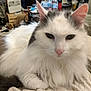 cat, fluffy, white, gray, pink_nose, relaxed, indoor, plaid_shirt, close_up, feline, pet, fur, whiskers, ears, resting, household, bottle, clutter, background, comfort