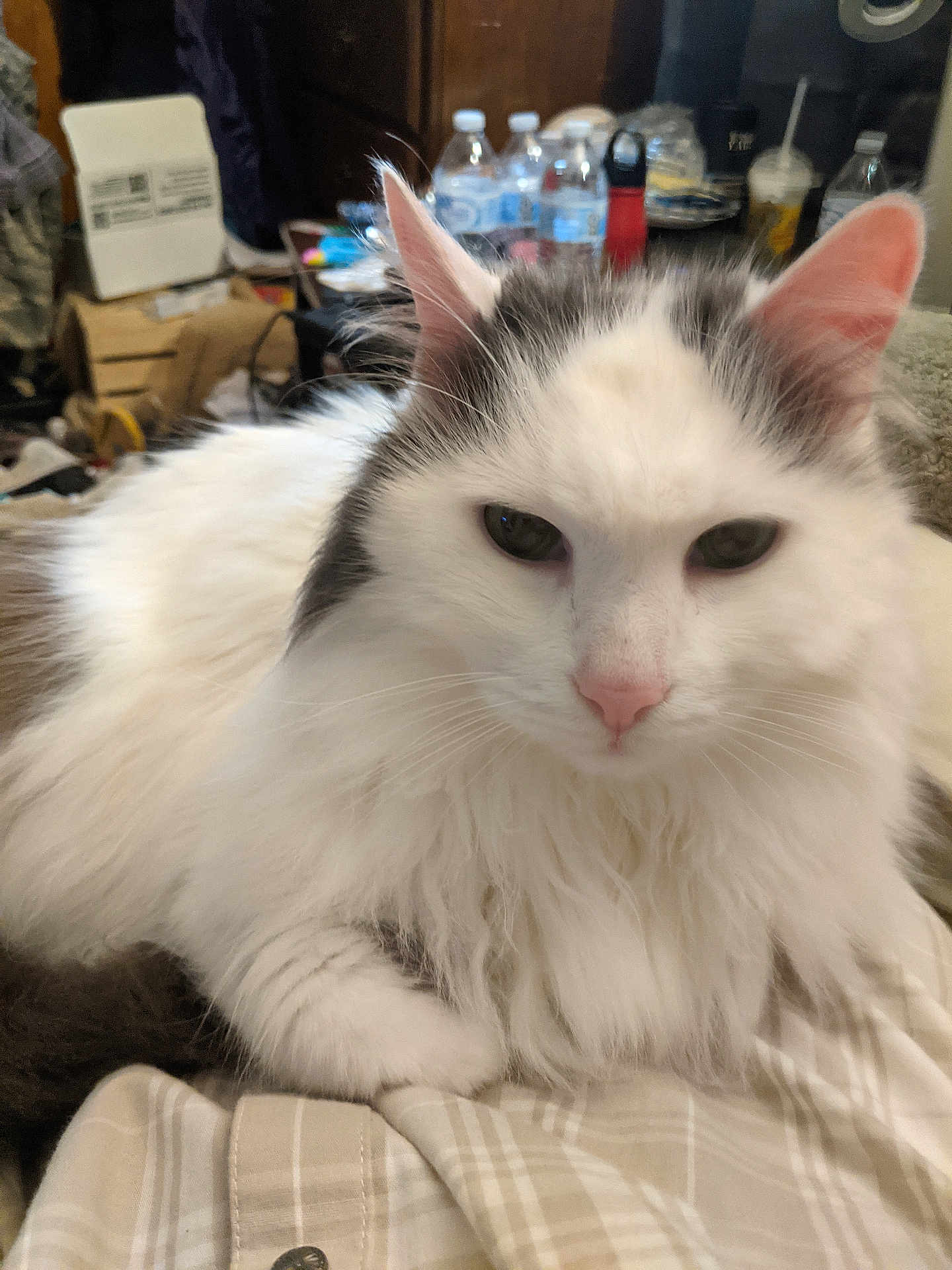 Cloud is registered to the contest to win money with this photo: cat, fluffy, white, gray, pink_nose, relaxed, indoor, plaid_shirt, close_up, feline, pet, fur, whiskers, ears, resting, household, bottle, clutter, background, comfort