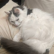 Cloud is registered to the contest to win money with this photo: cat, fluffy, white, gray, resting, couch, indoor, pet, cozy, fur, tail, relaxed, pillow, sleepy, domestic, animal, home, soft, comfort, feline