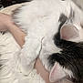 Cloud is registered to the contest to win money with this photo: cat, white_cat, black_and_white, fluffy, sleeping, snuggling, arm, human, close_up, fur, pet, domestic_animal, resting, cozy, indoor, comfort, animal, cute, feline, relaxation