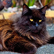 Scarlette a rejoint le concours — aidez-le/la à gagner de superbes lots ! cat, black_cat, long_hair, furry, golden_eyes, yellow_eyes, animal, pet, lying_down, portrait, close_up, whiskers, pointed_ears, garden, outdoor, blurred_background, fur, dark_coat, relaxed, photography