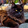 cat, black_cat, long_hair, furry, golden_eyes, yellow_eyes, animal, pet, lying_down, portrait, close_up, whiskers, pointed_ears, garden, outdoor, blurred_background, fur, dark_coat, relaxed, photography