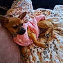 Anice participe au concours pour gagner de l'argent avec cette photo : dog, puppy, small_dog, pink_jacket, blanket, fluffy_blanket, cozy, resting, indoor, pet, cute, fur, animal, canine, relaxed, soft_texture, patterned_blanket, brown_dog, sleepy, comfort