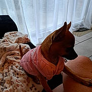 Anice participe au concours pour gagner de l'argent avec cette photo : dog, small_dog, pet, pink_jacket, blanket, furniture, curtains, indoor, lap, tile_floor, cozy, brown_dog, soft_texture, person, legs, warm, home, animal, side_view, quiet