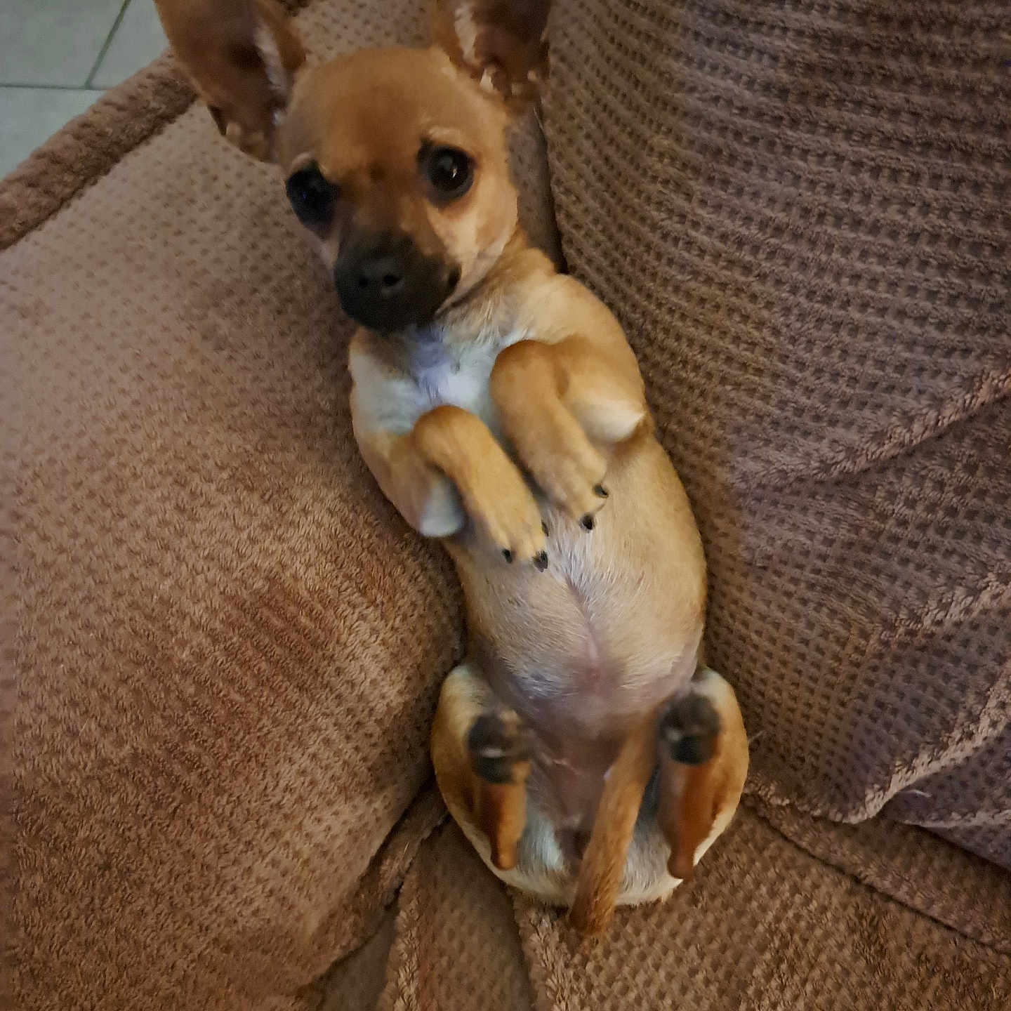 Anice participe au concours pour gagner de l'argent avec cette photo : animal, brown_fur, companion, couch, cozy, cute, dog, ears, furniture, home, indoor, looking_up, lying_down, paw, pet, puppy, relaxed, small_dog, snug, texture