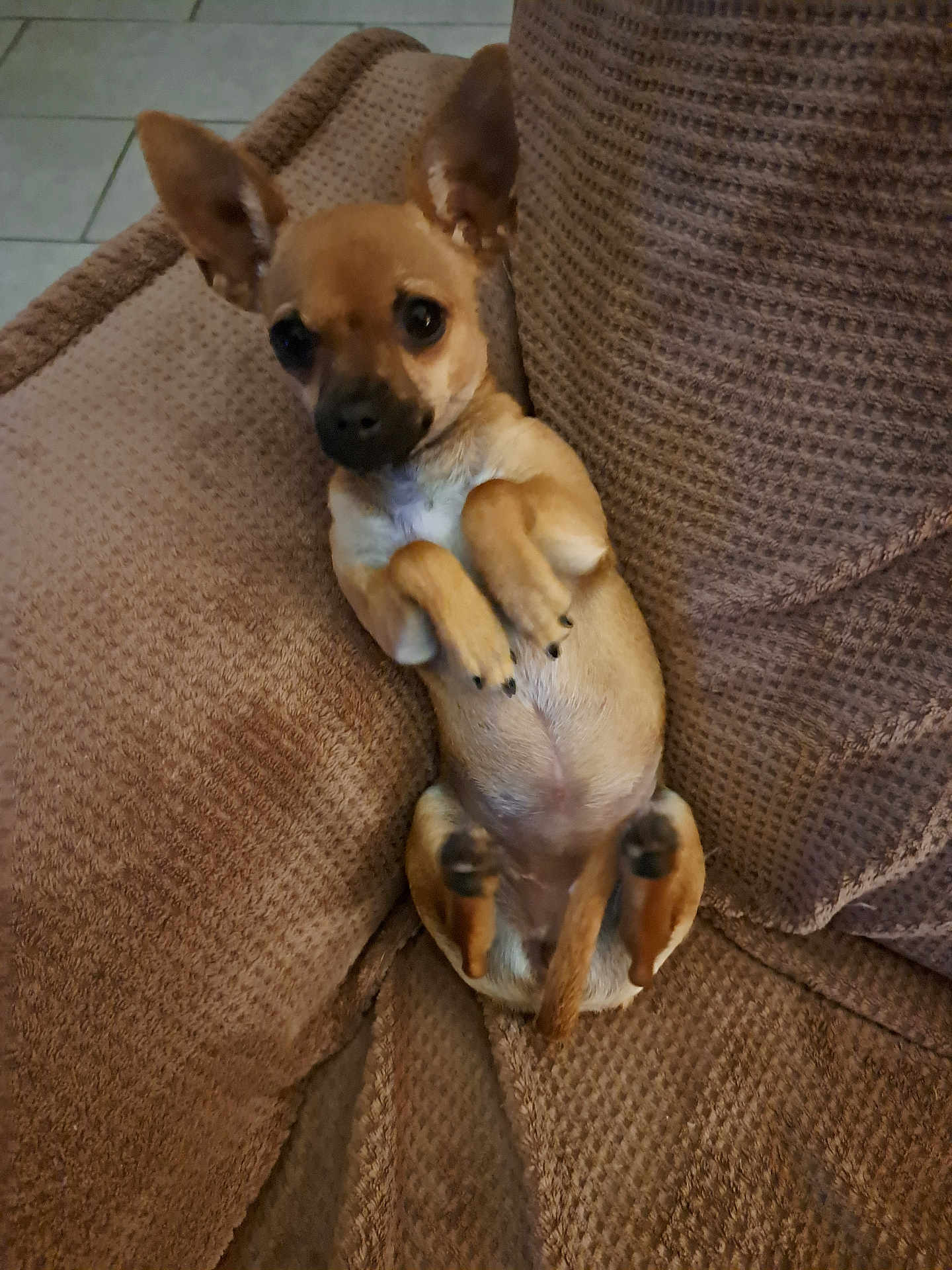 Anice participe au concours pour gagner de l'argent avec cette photo : animal, brown_fur, companion, couch, cozy, cute, dog, ears, furniture, home, indoor, looking_up, lying_down, paw, pet, puppy, relaxed, small_dog, snug, texture