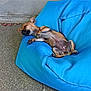 Anice participe au concours pour gagner de l'argent avec cette photo : dog, puppy, sleeping, bean_bag, blue, outdoor, pavement, relaxation, pet, resting, small_dog, brown_dog, canine, nap, cute, furry, peaceful, sunlight, animal, cozy