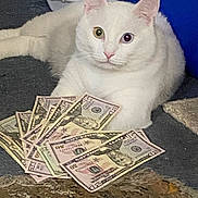 Polar is registered to the contest to win money with this photo: cat, white_cat, heterochromia, money, dollar_bills, currency, carpet, indoor, pet, animal, laying_down, fifty_dollar_bills, close_up, cute, domestic_cat, feline, relaxed, cash, finance, eye_color