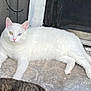Polar is registered to the contest to win money with this photo: cat, white_cat, heterochromia, yellow_eye, blue_eye, feline, pet, animal, resting, floor, concrete, door, screen_door, wooden_wall, fur, outdoor, relaxed, two_cats, tabby_cat, side_view