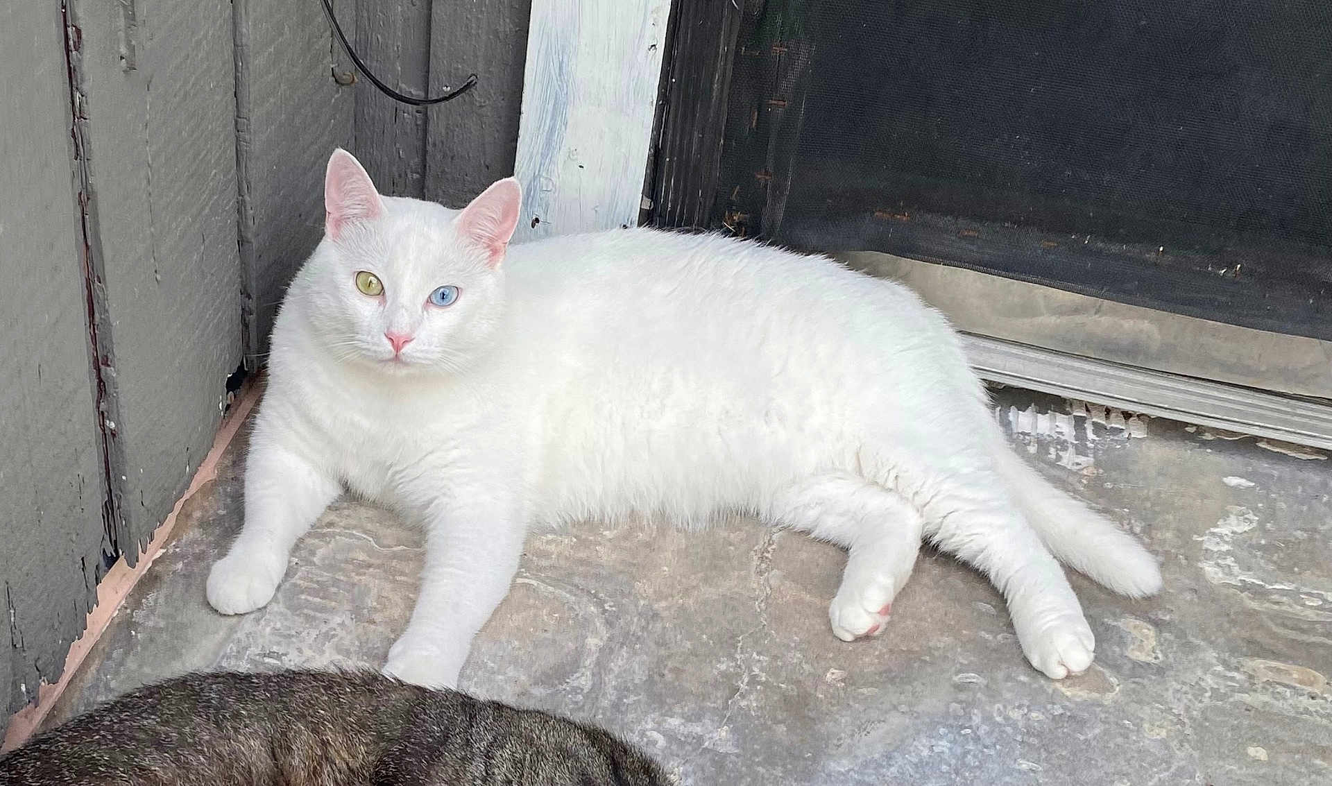 Polar is registered to the contest to win money with this photo: cat, white_cat, heterochromia, yellow_eye, blue_eye, feline, pet, animal, resting, floor, concrete, door, screen_door, wooden_wall, fur, outdoor, relaxed, two_cats, tabby_cat, side_view