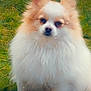 dog, pomeranian, fluffy, grass, outdoor, pet, cute, animal, fur, white, brown, heart, nature, sitting, adorable, small_dog, portrait, canine, mammal, companion