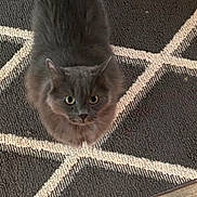 Cobalt is registered to the contest to win money with this photo: cat, gray_cat, fluffy, pet, animal, indoor, carpet, patterned_rug, floor, looking_up, curious, feline, whiskers, ears, fur, domestic_cat, cute, mammal, companion, resting