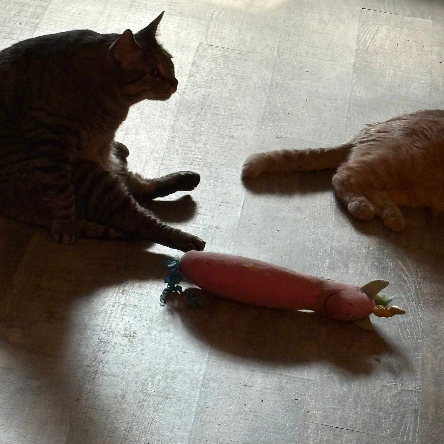 Baby Groot joined the competition — help win amazing prizes! animal, brown_cat, cat, cats, domestic_animal, feline, floor, fur, indoor, light, orange_cat, pet, playful, relaxed, shadow, sitting, toy, unicorn_toy, whiskers, wooden_floor