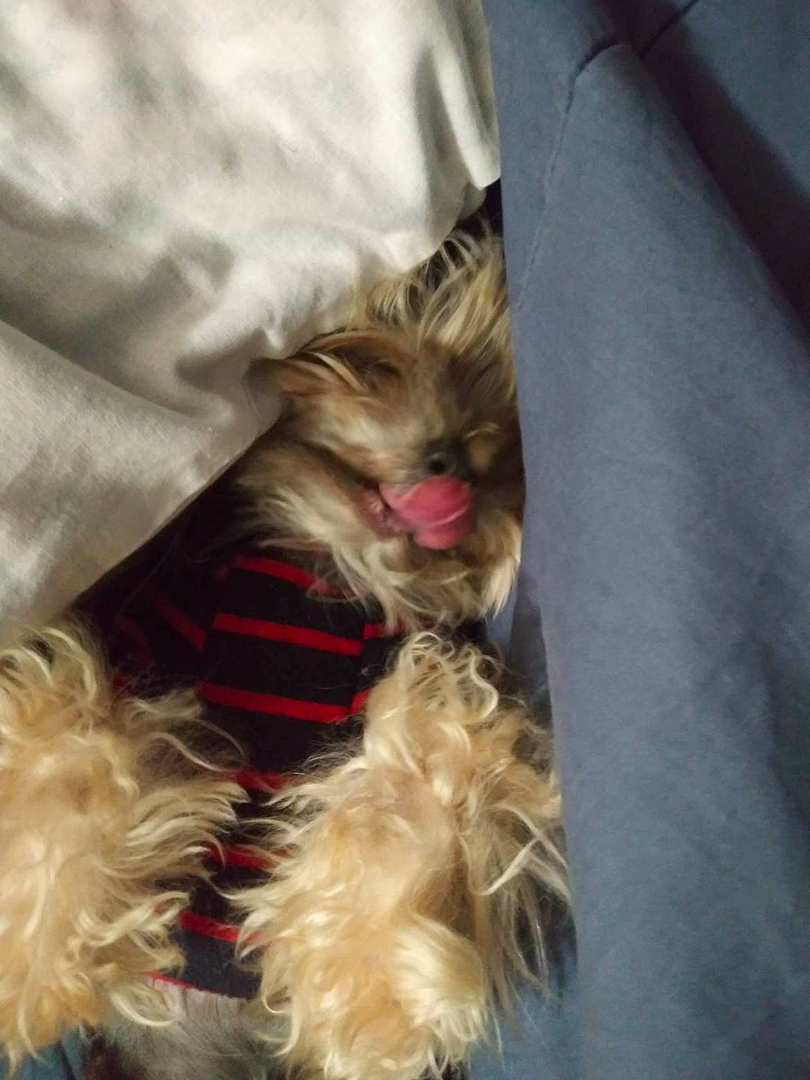 Miss Calisue joined the competition — help win amazing prizes! canidae, carnivore, cat, claw, comfort, companion_dog, dog_breed, dog_supply, fawn, felidae, fur, liver, paw, small_to_medium_sized_cats, snout, sporting_group, terrier, textile, toy_dog, whiskers