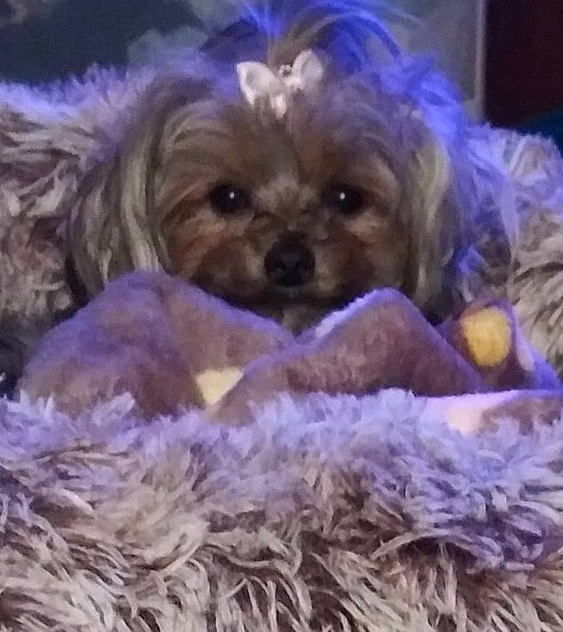 Miss Calisue is registered to the contest to win money with this photo: canidae, carnivore, companion_dog, dog, dog_breed, dog_supply, fawn, fur, liver, maltepoo, puppy_love, shih_tzu, small_terrier, snout, sporting_group, terrier, toy, toy_dog, working_animal, yorkipoo