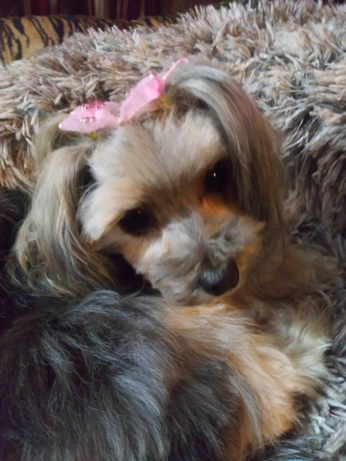 Miss Calisue joined the competition — help win amazing prizes! biewer_terrier, canidae, carnivore, companion_dog, dog, dog_breed, fawn, fur, liver, mal_shi, maltepoo, puppy, shih_poo, shih_tzu, small_terrier, snout, sporting_group, terrier, toy_dog, working_animal