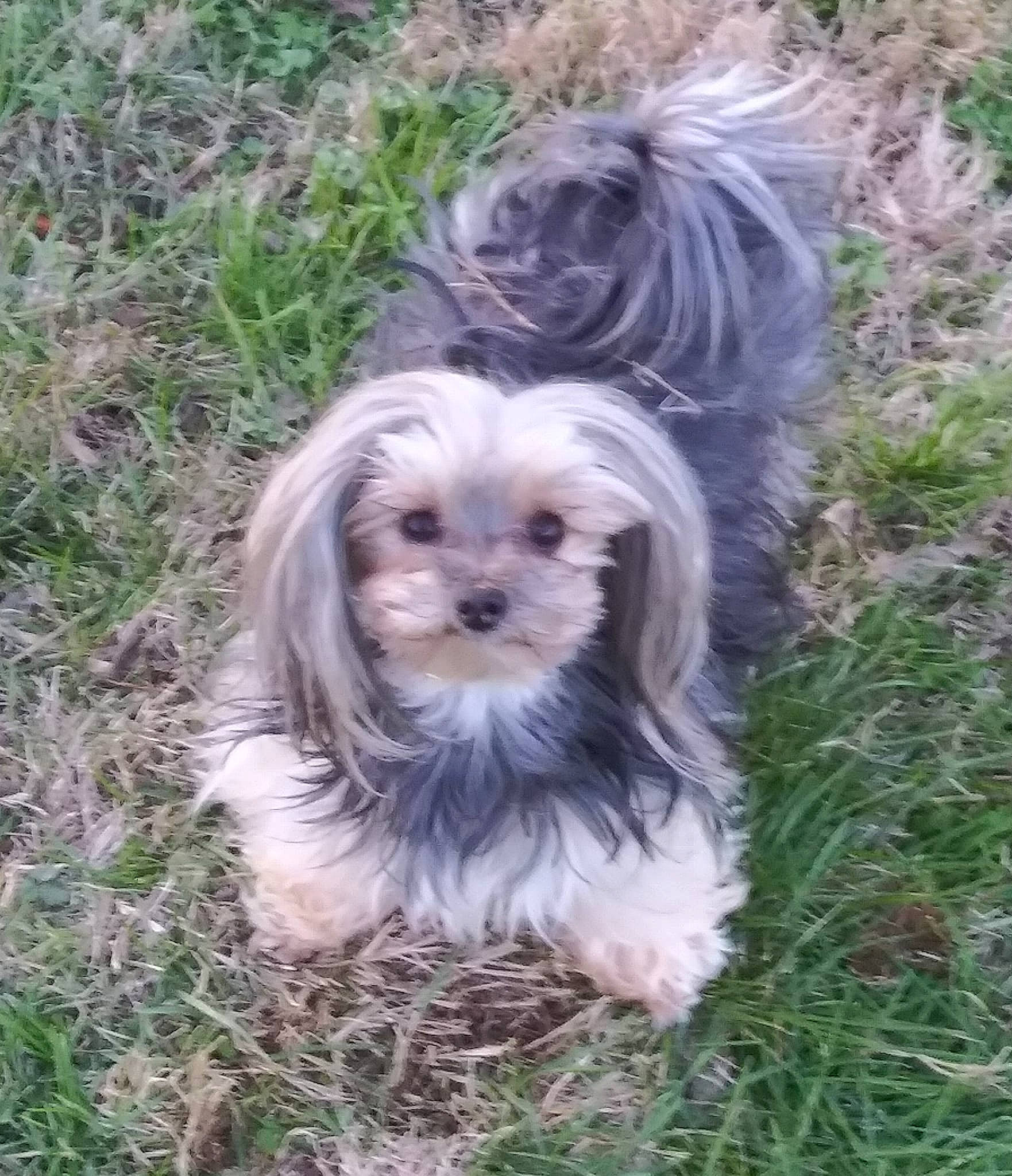 Miss Calisue joined the competition — help win amazing prizes! biewer_terrier, carnivore, companion_dog, dog, dog_breed, fur, grass, liver, mal_shi, plant, puppy, shih_poo, shih_tzu, small_terrier, snout, soil, sporting_group, terrier, toy_dog, working_animal